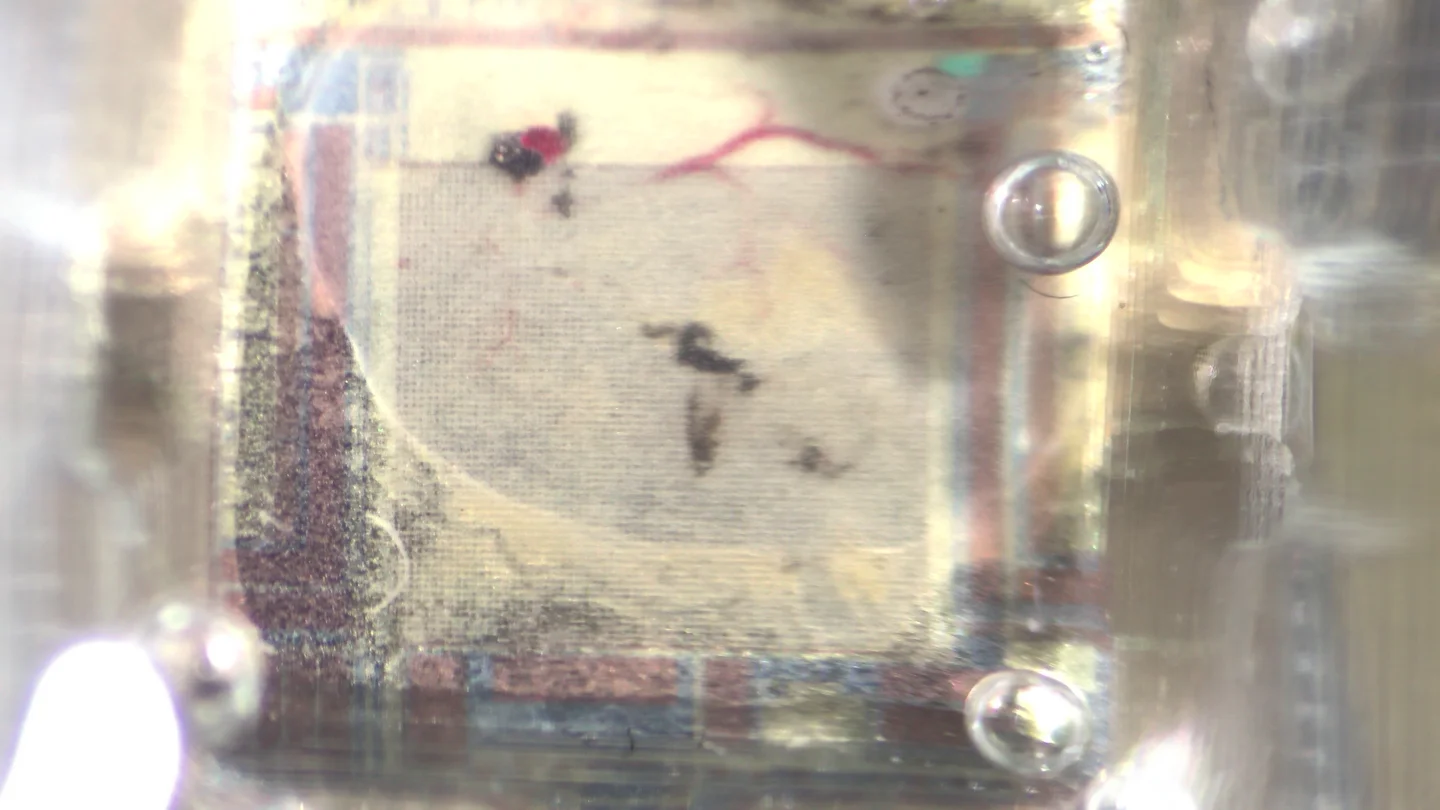 cap on tissue (zoom)