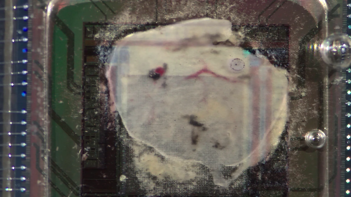 tissue after cap removed